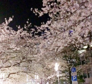 sakura_140329-1